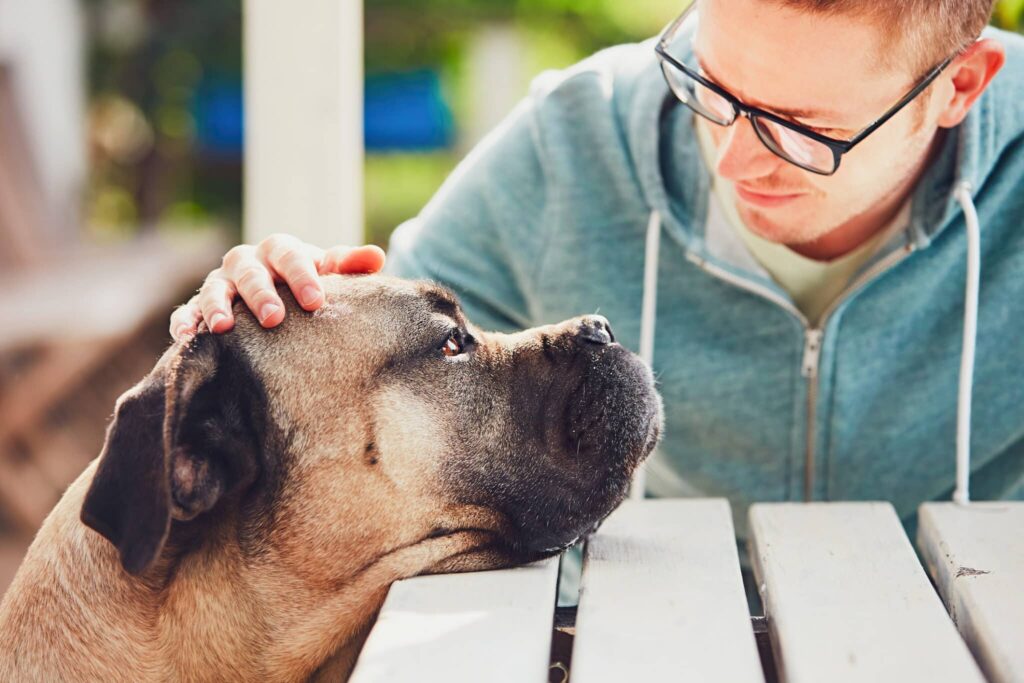 Pet Loss Counseling Certification – Building a Career in Compassionate Support