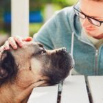 Pet Loss Counseling Certification – Building a Career in Compassionate Support