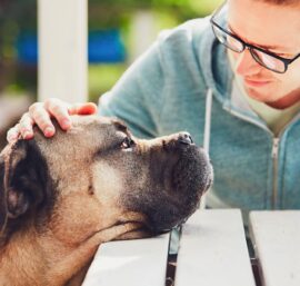 Pet Loss Counseling Certification – Building a Career in Compassionate Support