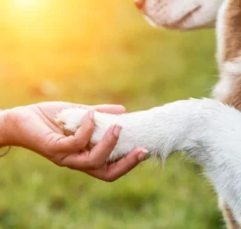 How to Become a Certified Grief Coach for Pet Loss and Support Pet Owners with Compassion